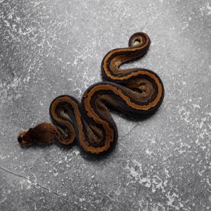 Black Head Red Gene Pin  66% DH Hypo Desert Ghost