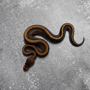 Black Head Pin  66% DH Hypo Desert Ghost