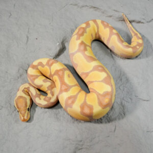 Banana Enchi Mckenzie / YB 100% Het Clown