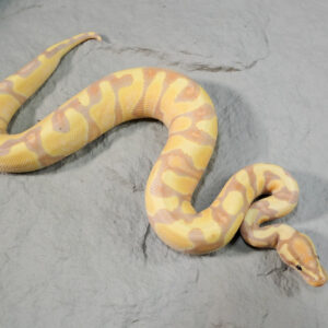 Banana Enchi Mckenzie / YB 100% Het Clown