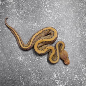 Black Head / Mojave Pin Hypo 66% Het Desert Ghost