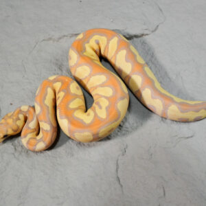 Banana YB Clown Poss Mckenzie