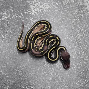 Black Head Red Gene Mojave 66% DH Hypo Desert Ghost