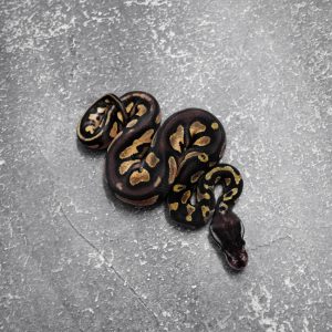 Black Head Red Gene Pastel 66% DH Hypo Desert Ghost
