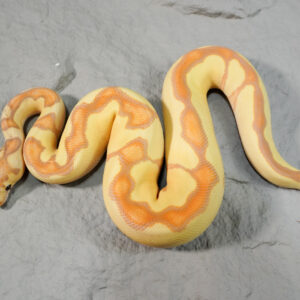 Banana Enchi Mckenzie Clown