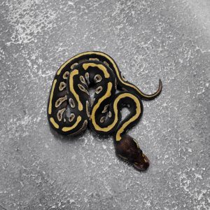 Mojave 66% DH Hypo Desert Ghost
