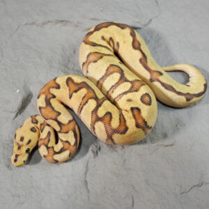 Spotnose Enchi Phantom Disco / Fire Clown