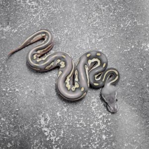 Black Head Red Gene Mojave Pastel Hypo 66% Het Desert Ghost