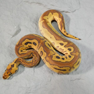 Black Head Bongo Leopard Enchi Phantom Disco / Fire Clown