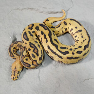 Phantom Leopard Spotnose Disco / Fire Clown