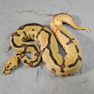 Leopard Spotnose Enchi Disco / Fire Clown