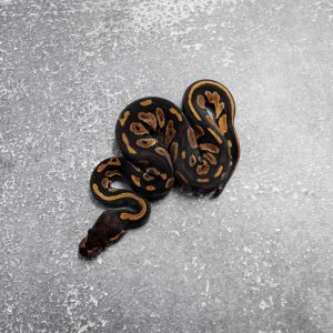 Black Head Red Gene 100% DH Lavender Pied