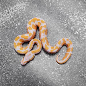Black Head Lavender 100% Het Pied