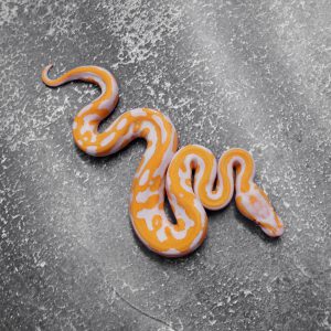 Black Head Red Gene Leopard Lavender 100% Het Pied
