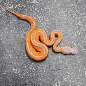 Black Head Red Gene Dreamsicle