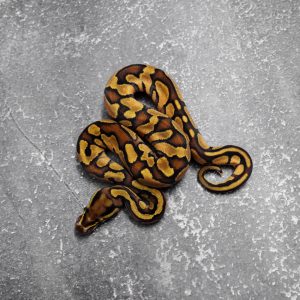 Black Head Red Gene Enchi 66% DH Piant Clown