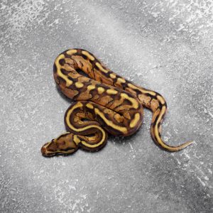 Spotnose Red Gene Enchi Paint