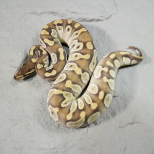 Mojave Enchi YB 100% Het VPI Axanthic