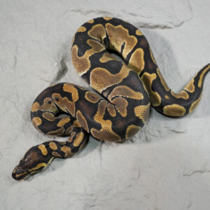 Enchi 100% Het VPI Axanthic
