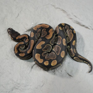 Normal 100% Het VPI Axanthic