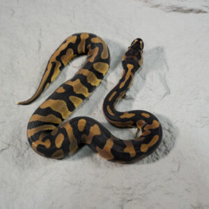 Confusion Enchi 100% Het VPI Axanthic Poss YB