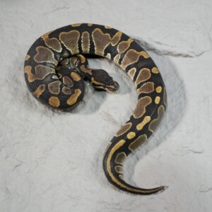 Normal 100% DH Hypo Pied