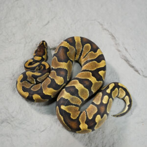 Enchi 100% DH Hypo Pied