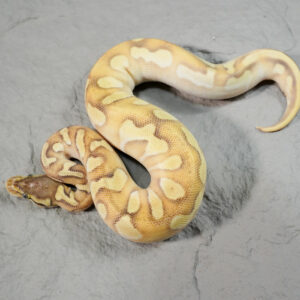 OD Enchi Mojave YB Pastel 100% DH Hypo Pied (HI)