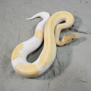 OD Enchi Mojave YB Pastel Hypo Pied (HI)