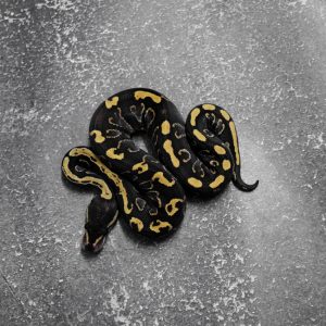 GHI Red Stripe Phantom 100% DH Ultramel Clown