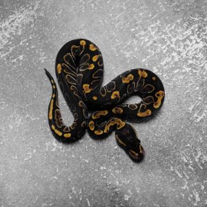 Black Head GHI Phantom 100% DH Ultramel Clown