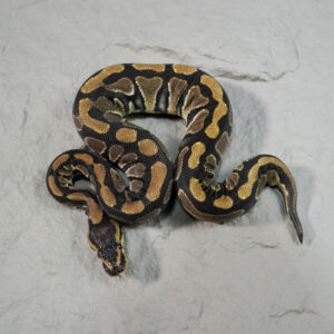 Cryptic 100% Het Desert Ghost