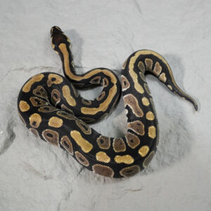 Normal 100% Het Cryptic 66% Het Desert Ghost