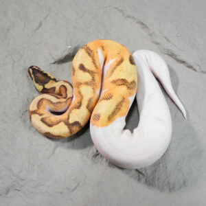 OD Fire Enchi Pied Poss YB (HI)