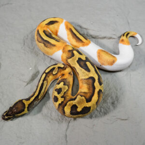 Enchi YB Pied Poss OD (HI)
