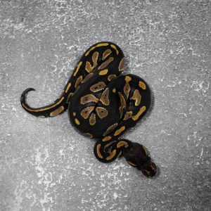 Black Head YB 66% DH Desert Ghost Hypo