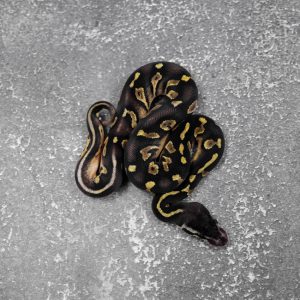 Black Head Red Gene Chocolate Pastel 66% DH Desert Ghost Hypo