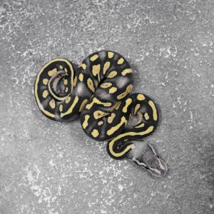 Black Head Red Gene Chocolate Pastel Desert Ghost