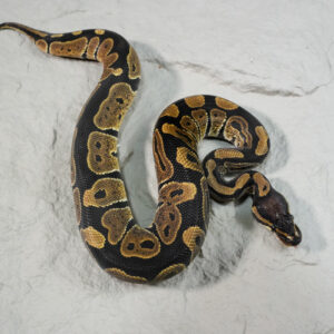 Normal 100% Het Desert Ghost