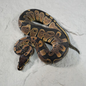 Normal 100% Het Desert Ghost