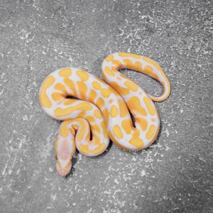 Lavender 100% Het Pied