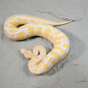 Black Head Candino / Albino