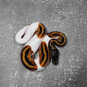 Mahogany Pied