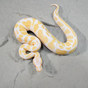 Black Head Candino / Albino