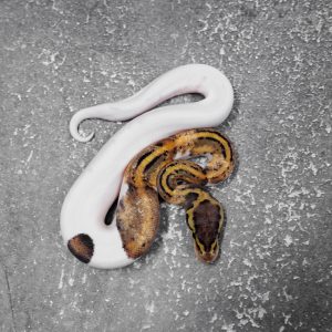 Mahogany Pastel Pied