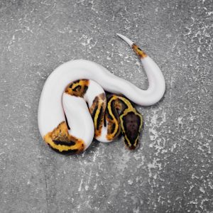 Mahogany YB Pastel Pied
