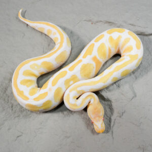 Black Head Cypress Candino / Albino