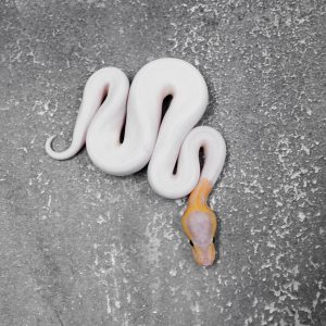 Banana Mahogany Pied