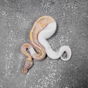 Banana Mahogany Pastel Pied Poss YB