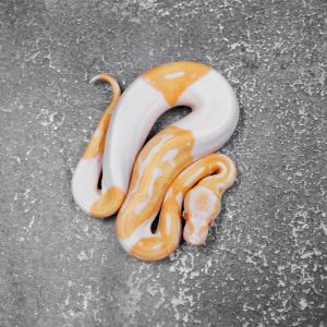 Albino Pied